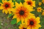 ルドベキア		Rudbeckia hirta	6～9月